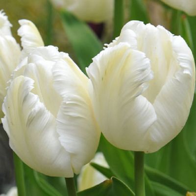 Tulpen 'White Parrot' Zwiebeln x 50