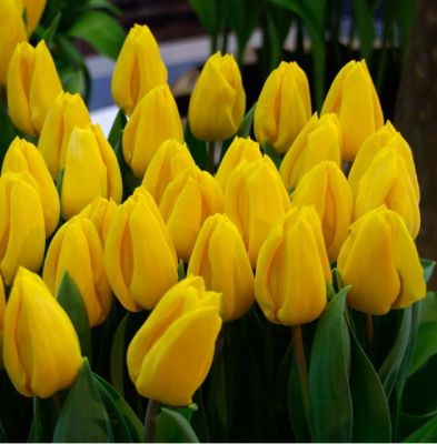 Tulpen 'Yellow Flight' Zwiebeln x 50