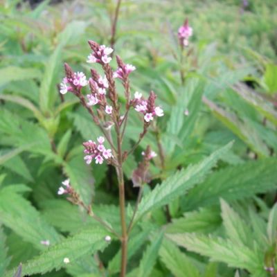 Eisenkraut 'Pink Spires'