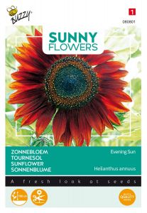 Buzzy Sunny Flowers, Sonnenblume Abendsonne