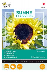 Buzzy Sunny Flowers, Sonnenblume Moonwalker