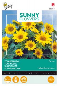 Buzzy Sunny Flowers, Sonnenblume Pacino Gold