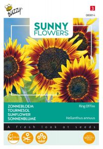 Buzzy Sunny Flowers, Sonnenblume Ring of Fire