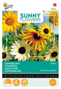 Buzzy Sunny Flowers, Sonnenblume Esther