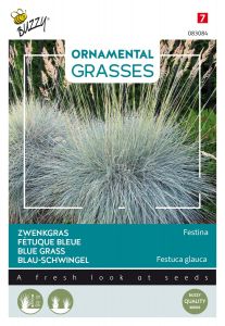 Buzzy Ornamental Grasses, Blau-Schwingel 'Festina'