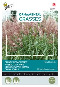 Buzzy Ornamental Grasses, Chinaschilf 'New Hybrids'