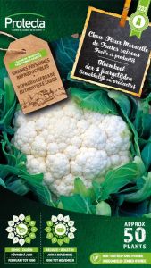 Blumenkohl Merveille de Toutes saisons – Protecta Samen bäuerl