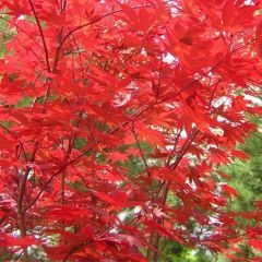 Acer palmatum 'Fireglow'