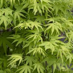 Acer palmatum 'Ryusen'