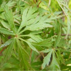 Acer palmatum 'Seiryu' 