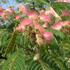 Seidenbaum 'Rosea'