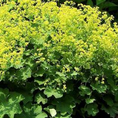 Alchemilla mollis