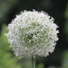 Allium 'Mont Blanc'