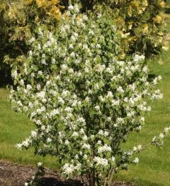 Amelanchier alnifolia 'Obelisk' 