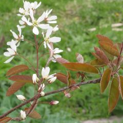 Amelanchier lamarckii