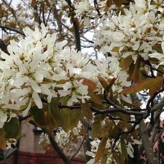 Amelanchier lamarckii