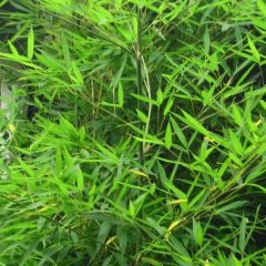 Phyllostachys aurea