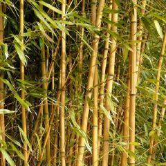 Phyllostachys aureosulcata 'Aureocaulis