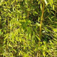 Phyllostachys aureosulcata 'Spectabilis