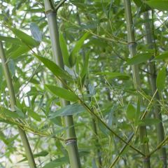 Phyllostachys bissetii