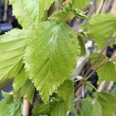 Betula ermanii 'Holland'