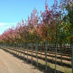 Amberbaum 'Worplesdon'