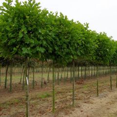 Platane 'Alphens 'Globe'