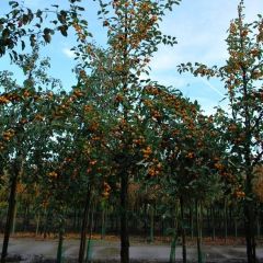 Zierapfel 'Golden Hornet'