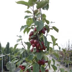 Zierapfel 'Red Obelisk'®'