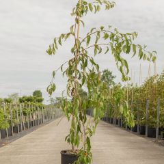 Hängende Nelkenkirsche 'Kiku Shidare Zakura'