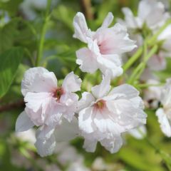 Japanische Säulenkirsche 'Amanogawa'