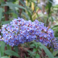 Schmetterlingsstrauch 'Adonis Blue' 