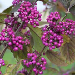 Callicarpa bodinieri 'Profusion' 