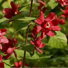 Calycanthus raulstonii 'Hartlage Wine'