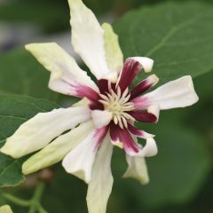 Calycanthus 'Venus'