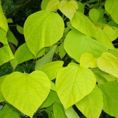 Catalpa bignoides 'Aurea'