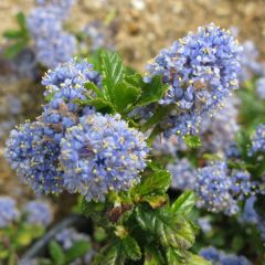 Säckelblume 'Blue Mound' 