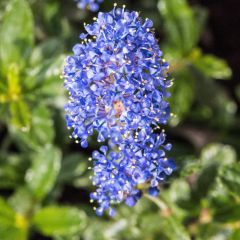 Säckelblume 'Italian Skies'