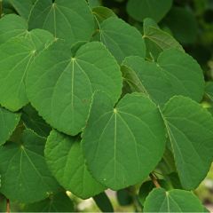 Cercidiphyllum japonicum