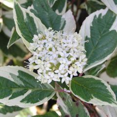 Hartriegel 'Sibirica Variegata'