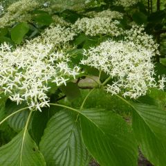 Cornus controversa