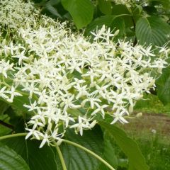 Cornus controversa 'Pagode'