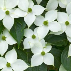 Cornus kousa 'China Girl'