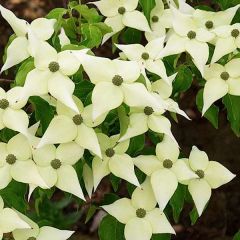 Cornus kousa 'Chinensis