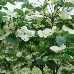 Japanischer Blumen-Hartriegel 'Venus'