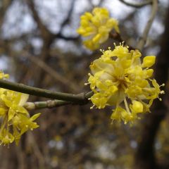 Cornus mas