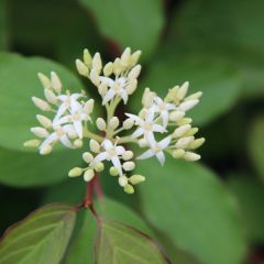 Roter Hartriegel 'Winter Beauty'