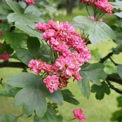 Crataegus media 'Paul's Scarlet'