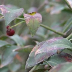 Euonymus alatus 'Compactus'