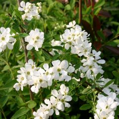 Exochorda hybr. 'The Bride'